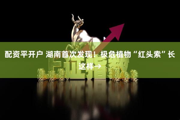 配资平开户 湖南首次发现！极危植物“红头索”长这样→
